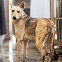 【待認養】混種犬 狗 (女生) - 新北市淡水區公立動物之家