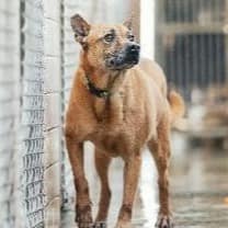 【待認養】混種犬 狗 (女生) - 新北市淡水區公立動物之家