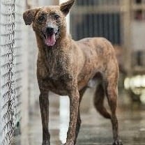 【待認養】混種犬 狗 (男生) - 新北市淡水區公立動物之家