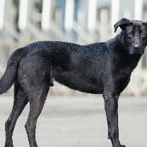 【待認養】混種犬 狗 (男生) - 新北市淡水區公立動物之家