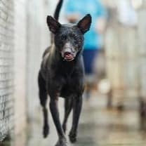 【待認養】混種犬 狗 (男生) - 新北市淡水區公立動物之家