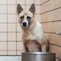 【待認養】混種犬 狗 (男生) - 新北市淡水區公立動物之家