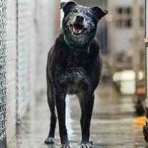 【待認養】混種犬 狗 (男生) - 新北市淡水區公立動物之家