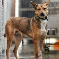 【待認養】混種犬 狗 (男生) - 新北市淡水區公立動物之家