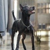 【待認養】混種犬 狗 (男生) - 新北市淡水區公立動物之家