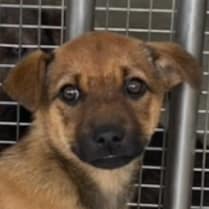 【待認養】混種犬 狗 (男生) - 澎湖縣流浪動物收容中心