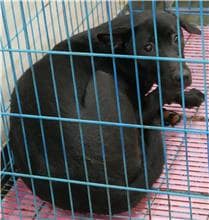 【待認養】混種犬 狗 (女生) - 臺南市動物之家善化站