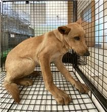 【待認養】混種犬 狗 (男生) - 金門縣動物收容中心