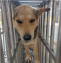 【待認養】混種犬 狗 (男生) - 澎湖縣流浪動物收容中心