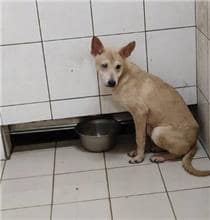 【待認養】混種犬 狗 (女生) - 連江縣流浪犬收容中心
