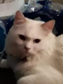 汪了個喵寵物美容