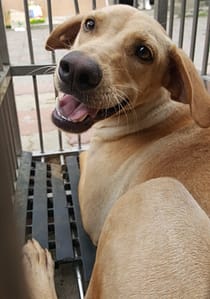 【待認養】混種犬 狗 (男生) - 臺中市動物之家南屯園區