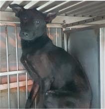 【待認養】混種犬 狗 (男生) - 新北市五股區公立動物之家