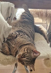 萬達寵物事業股份有限公司八德分公司