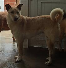 【待認養】混種犬 狗 (男生) - 金門縣動物收容中心