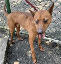 【待認養】混種犬 狗 (男生) - 臺北市動物之家