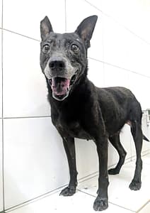 【待認養】混種犬 狗 (女生) - 新竹縣動物保護教育園區