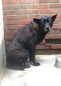 【待認養】混種犬 狗 (男生) - 宜蘭縣流浪動物中途之家