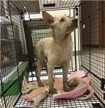 【待認養】混種犬 狗 (女生) - 金門縣動物收容中心