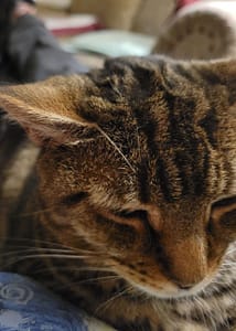 宏仁柴犬莊犬舍