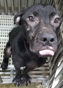 【待認養】混種犬 狗 (男生) - 新北市新店區公立動物之家