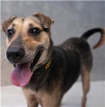 【待認養】混種犬 狗 (女生) - 基隆市寵物銀行