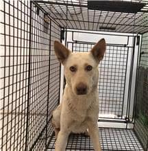 【待認養】混種犬 狗 (女生) - 金門縣動物收容中心