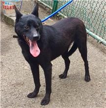 【待認養】其他 狗 (男生) - 臺北市動物之家