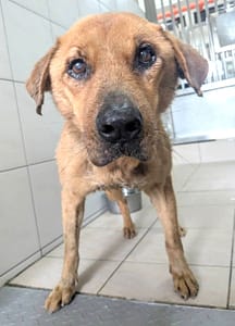 【待認養】混種犬 狗 (女生) - 新竹縣動物保護教育園區