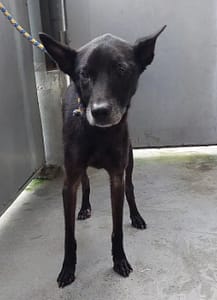 【待認養】混種犬 狗 (男生) - 新北市五股區公立動物之家