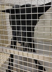 【待認養】混種犬 狗 (女生) - 嘉義市動物保護教育園區