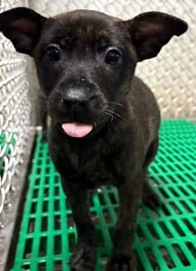 【待認養】混種犬 狗 (女生) - 臺東縣動物收容中心