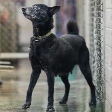 【待認養】混種犬 狗 (女生) - 新北市淡水區公立動物之家