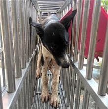 【待認養】混種犬 狗 (男生) - 澎湖縣流浪動物收容中心