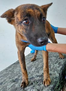 【待認養】混種犬 狗 (女生) - 花蓮縣狗貓躍動園區