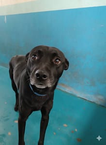 【待認養】混種犬 狗 (男生) - 苗栗縣動物保護教育園區