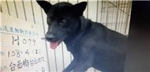 【待認養】混種犬 狗 (男生) - 雲林縣流浪動物收容所