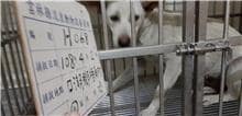 【待認養】混種犬 狗 (女生) - 雲林縣流浪動物收容所