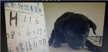 【待認養】混種犬 狗 (男生) - 雲林縣流浪動物收容所