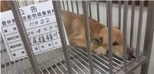 【待認養】混種犬 狗 (女生) - 雲林縣流浪動物收容所