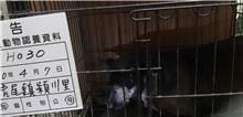 【待認養】混種犬 狗 (女生) - 雲林縣流浪動物收容所