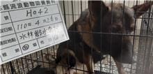 【待認養】混種犬 狗 (男生) - 雲林縣流浪動物收容所
