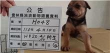 【待認養】混種犬 狗 (女生) - 雲林縣流浪動物收容所