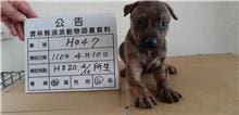【待認養】混種犬 狗 (男生) - 雲林縣流浪動物收容所