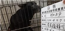 【待認養】混種犬 狗 (女生) - 雲林縣流浪動物收容所