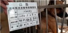 【待認養】混種犬 狗 (女生) - 雲林縣流浪動物收容所