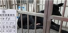 【待認養】混種犬 狗 (男生) - 雲林縣流浪動物收容所