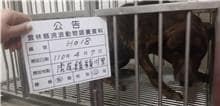 【待認養】混種犬 狗 (男生) - 雲林縣流浪動物收容所