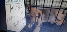 【待認養】混種犬 狗 (男生) - 雲林縣流浪動物收容所