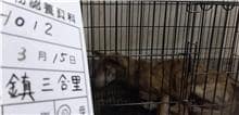【待認養】混種犬 狗 (男生) - 雲林縣流浪動物收容所